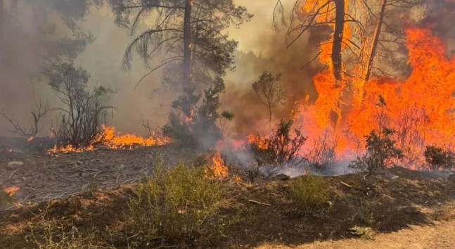OGM verileri: Bir haftada 334 yangın yaşandı
