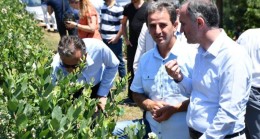 Türkiye’nin en büyük yaban mersini bahçesinde hasat başladı