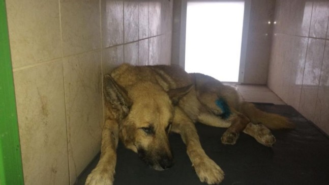 Yaralı Köpeğe İnegöl Belediyesi Sahip Çıktı