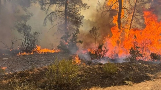 OGM verileri: Bir haftada 334 yangın yaşandı