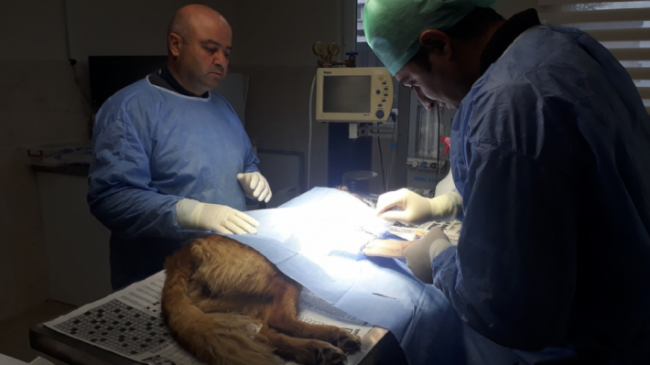 Arabanın çarptığı köpek ameliyat edildi