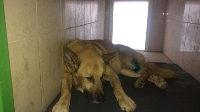 Yaralı Köpeğe İnegöl Belediyesi Sahip Çıktı